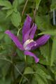 Clematis alpina Constance-1 Powojnik alpejski
